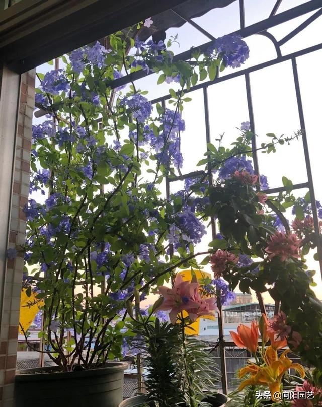 蓝雪花，冬天也能开满枝，原因做了“这几点”，赶紧回家试试
