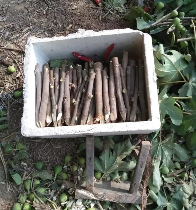 无花果壮枝直插建园新技术