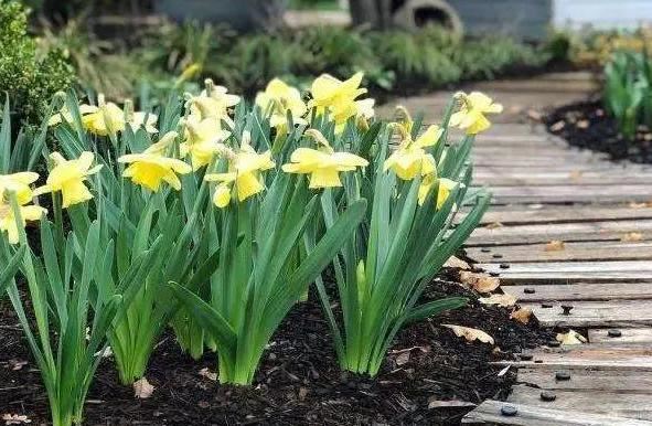 冬季如何养好不休眠的花草？加强3方面管理，枝繁叶茂、开花勤