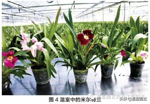 米尔特兰温室栽培技术，拿走不谢