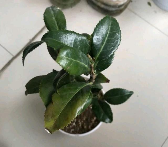 买回来的茶花克瑞墨盆栽，洗根半个月后不再掉叶子是存活了吗？