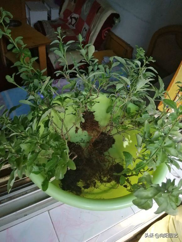 蓝雪花，冬天也能开满枝，原因做了“这几点”，赶紧回家试试