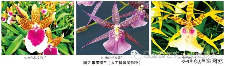 米尔特兰温室栽培技术，拿走不谢