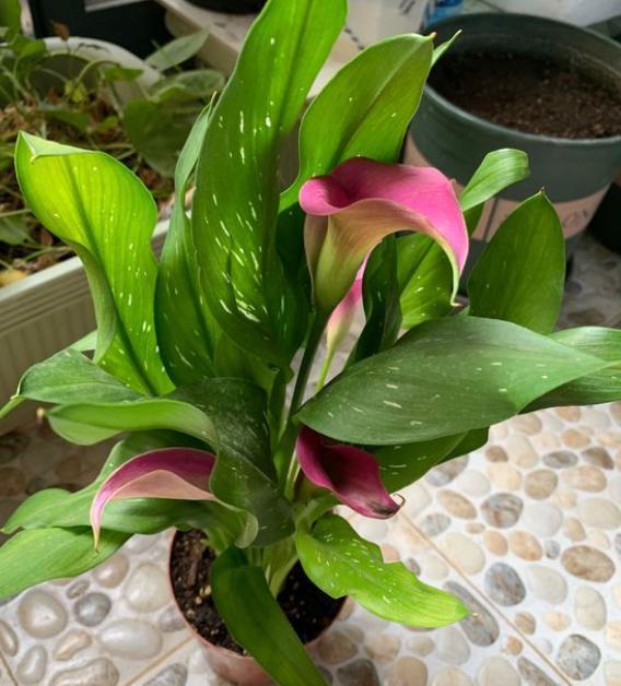 马蹄莲“烂球”别着急，这样处理，快速生根冒新芽，猛开花