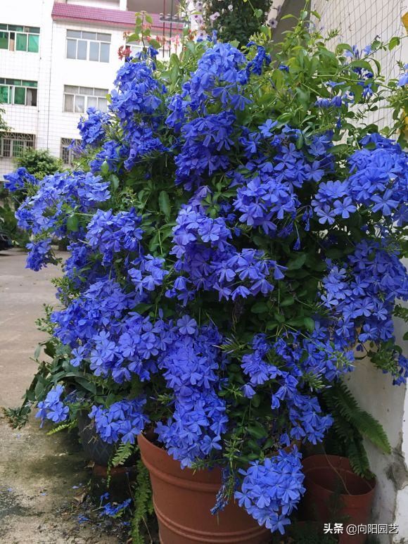 蓝雪花，冬天也能开满枝，原因做了“这几点”，赶紧回家试试