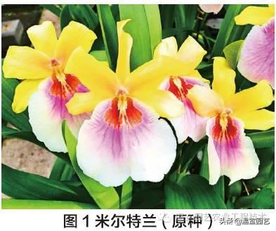 米尔特兰温室栽培技术，拿走不谢