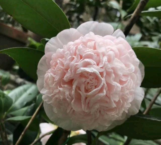 买回来的茶花克瑞墨盆栽，洗根半个月后不再掉叶子是存活了吗？
