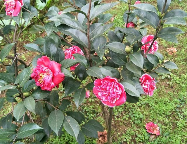 买回来的茶花克瑞墨盆栽，洗根半个月后不再掉叶子是存活了吗？