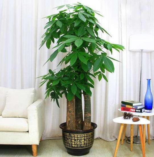 冬季如何养好不休眠的花草？加强3方面管理，枝繁叶茂、开花勤