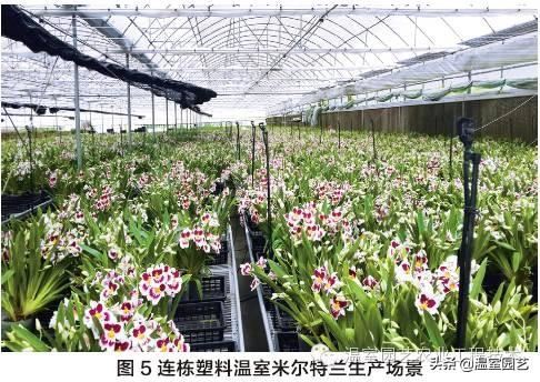 米尔特兰温室栽培技术，拿走不谢