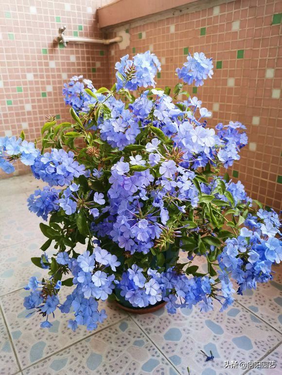 蓝雪花，冬天也能开满枝，原因做了“这几点”，赶紧回家试试