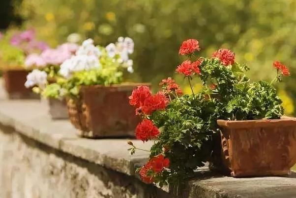冬季如何养好不休眠的花草？加强3方面管理，枝繁叶茂、开花勤