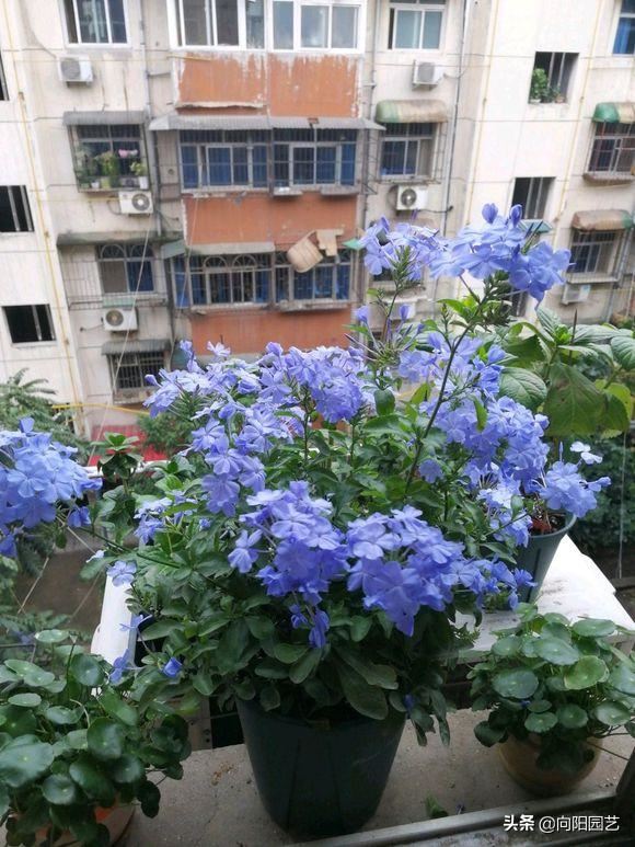 蓝雪花，冬天也能开满枝，原因做了“这几点”，赶紧回家试试