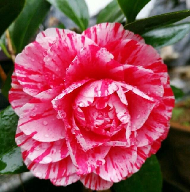 买回来的茶花克瑞墨盆栽，洗根半个月后不再掉叶子是存活了吗？