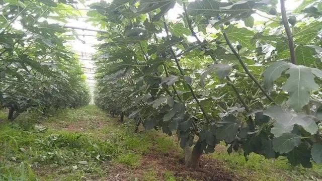 无花果壮枝直插建园新技术