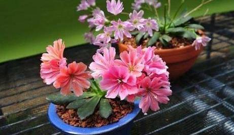 冬季如何养好不休眠的花草？加强3方面管理，枝繁叶茂、开花勤