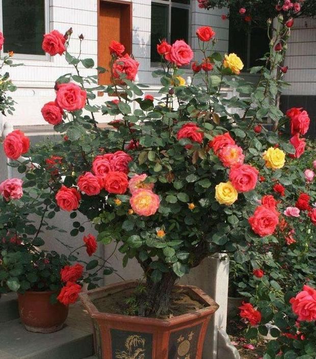 冬季如何养好不休眠的花草？加强3方面管理，枝繁叶茂、开花勤