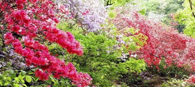 土配错了杜鹃、兰花不长个，按我的比例配营养土，呼呼蹿新叶