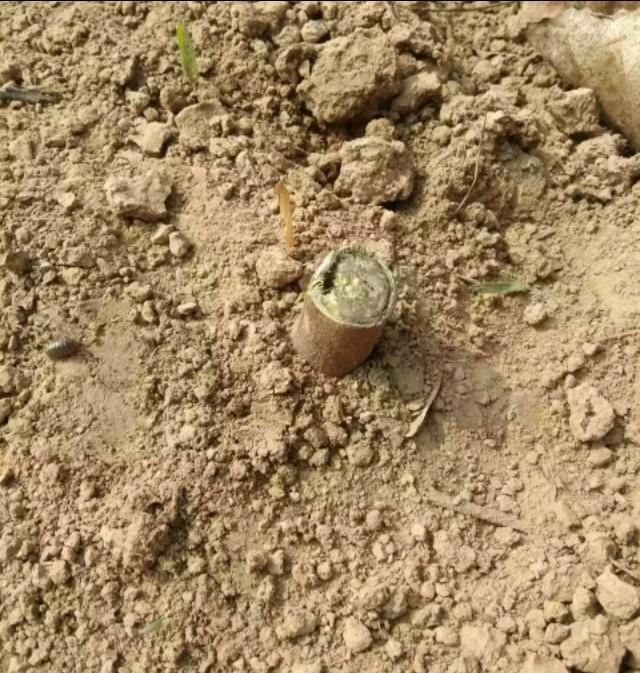 无花果壮枝直插建园新技术