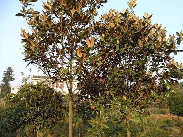 园林中普遍种植的观花树，曾经2000元一棵，现在凉了