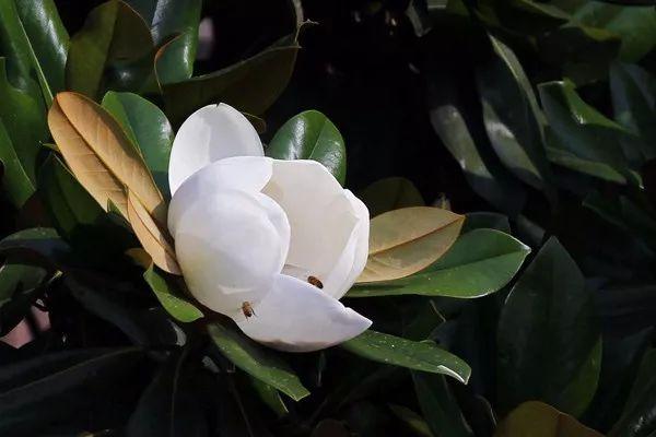 园林中普遍种植的观花树，曾经2000元一棵，现在凉了