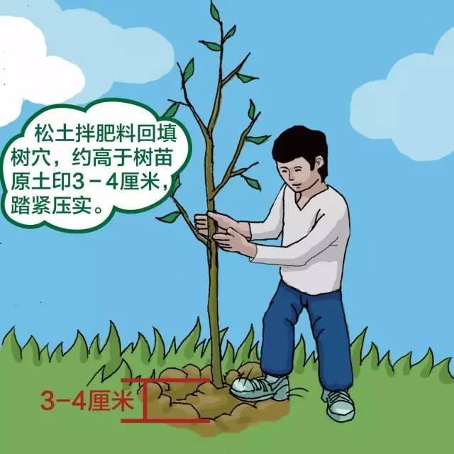 干货｜绿化苗木种植规范