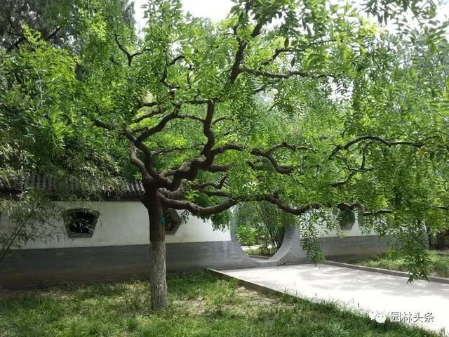 树木偏冠怎么办？还有得救吗？