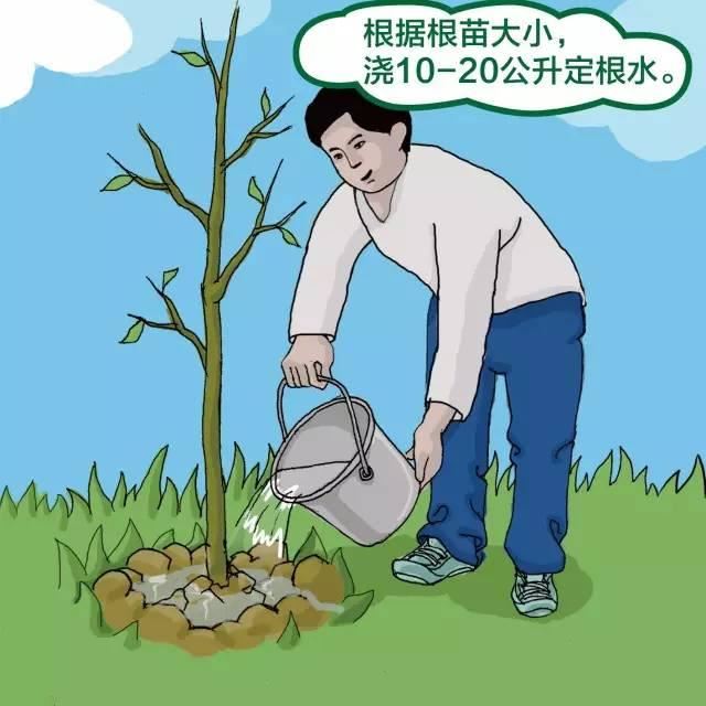 干货｜绿化苗木种植规范