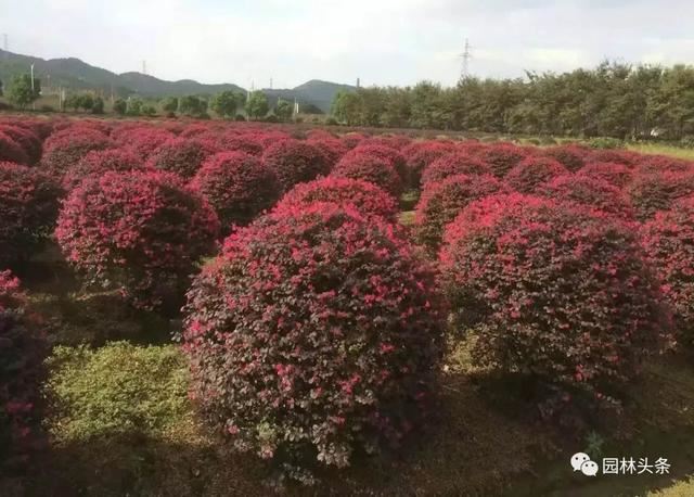 红叶石楠球等球类灌木精品苗脱销，部分规格价格翻倍