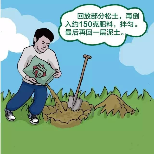 干货｜绿化苗木种植规范