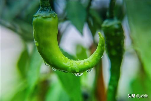 2020年农村种植什么最赚钱？推荐这几个项目