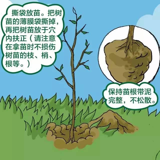 干货｜绿化苗木种植规范