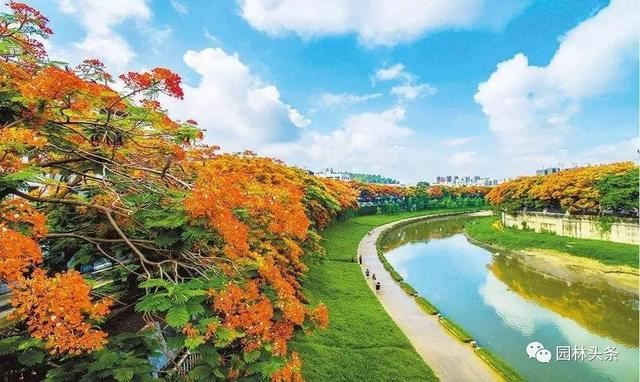 2020年计划造林1.01亿亩，六省市最新造林规划，重点已划好