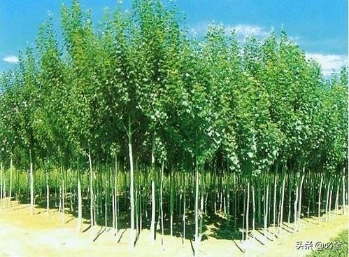 如何让树干长得通直无节疤？