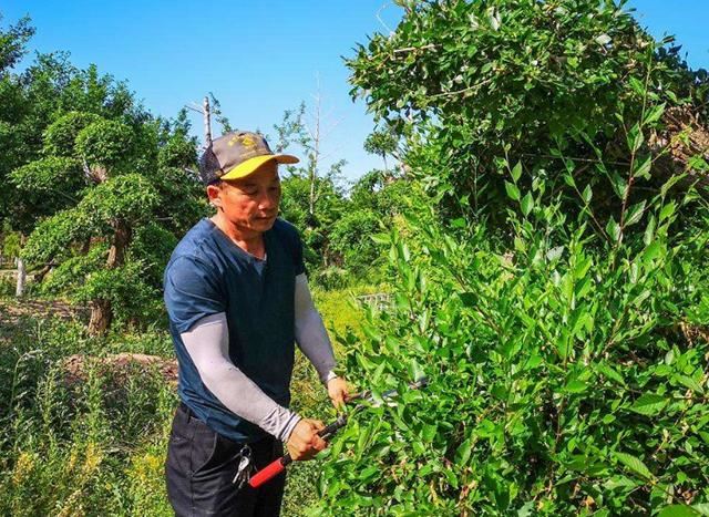优质的苗木是如何培育出来的？