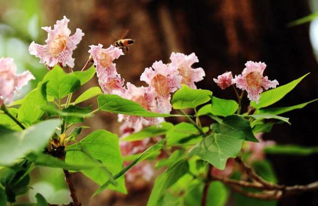 这9种乡土观花乔木，北方地区应该多应用