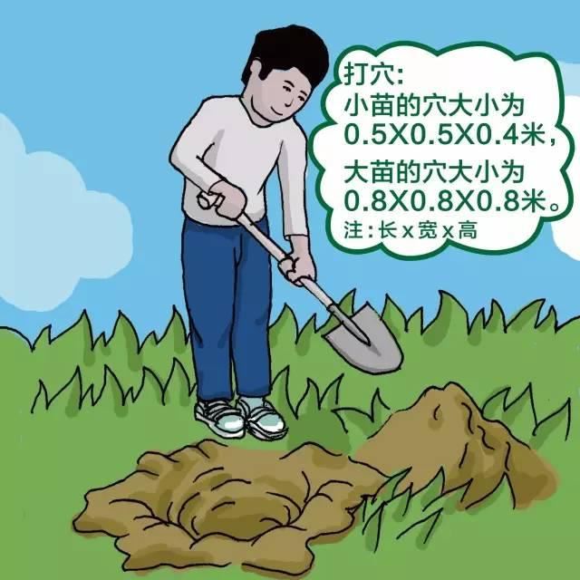 干货｜绿化苗木种植规范