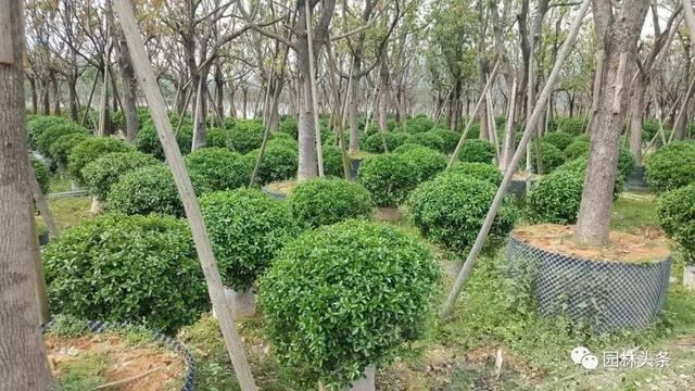 红叶石楠球等球类灌木精品苗脱销，部分规格价格翻倍