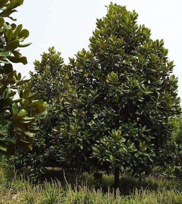 园林中普遍种植的观花树，曾经2000元一棵，现在凉了
