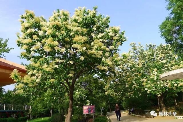 这9种乡土观花乔木，北方地区应该多应用