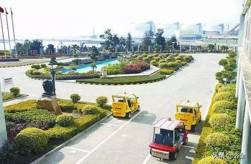 绿化树种的“选择”你知道多少？