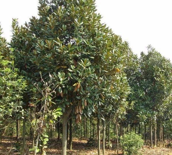 园林中普遍种植的观花树，曾经2000元一棵，现在凉了