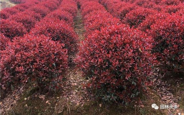 红叶石楠球等球类灌木精品苗脱销，部分规格价格翻倍