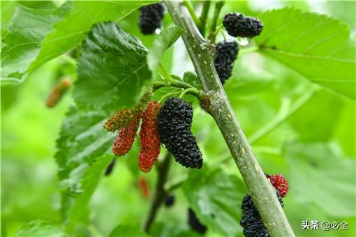 2020年农村种植什么最赚钱？推荐这几个项目