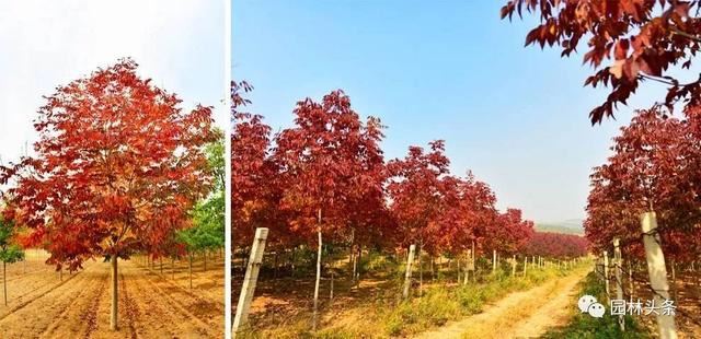 今秋白蜡国槐价格继续下探，前景不乐观