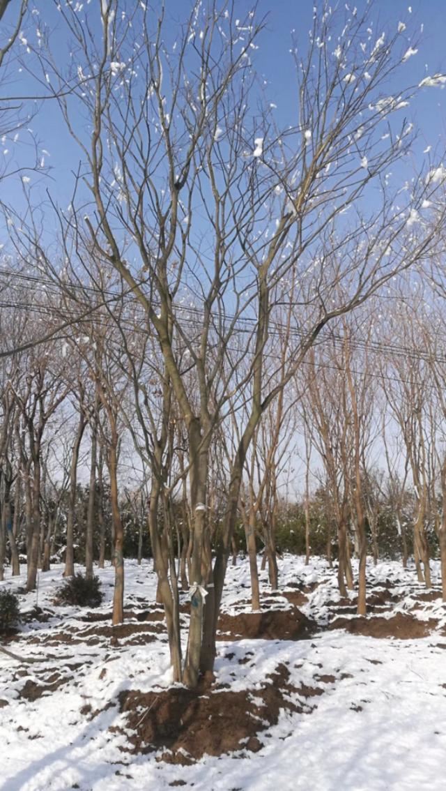 绿化苗木常用树——朴树