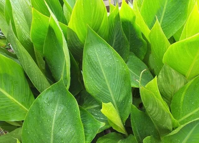 每日植物 | 美人蕉——佛祖脚趾所流出的血化成了什么花？