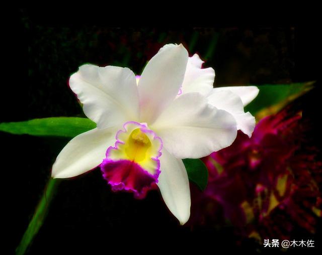 大花惠兰常见品种介绍