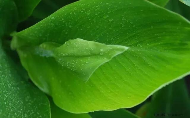 每日植物 | 美人蕉——佛祖脚趾所流出的血化成了什么花？