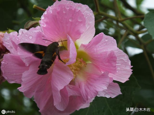 一半银白，一半粉红或紫色的木芙蓉
